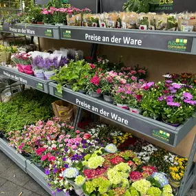 REWE Zuericher Str Muenchen Blumen