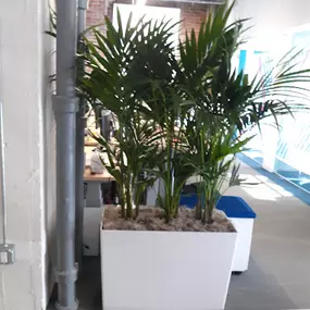 Bild von Access Plants