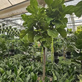 Bild von Access Plants