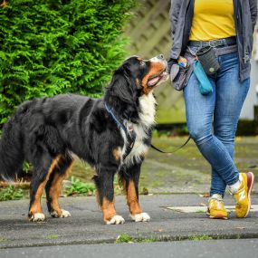 Bild von Martin Rütter Hundeschule Dresden/Bautzen