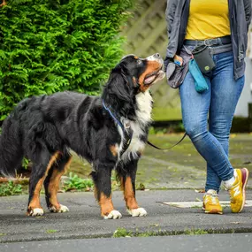 Bild von Martin Rütter Hundeschule Dresden/Bautzen