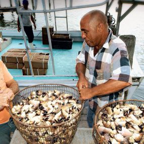 Crab fisherman carrying a basket of fresh caught Florida stone crab claws on the boat dock.