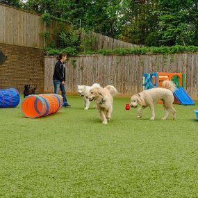 Artificial turf designed specifically for dogs.