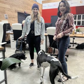 Our pawesome friends gearing up for a great day in the office!