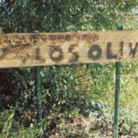 losolivosclarita.jpg