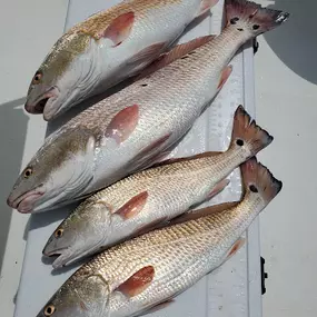 Bild von Amelia Island Fishing Charters