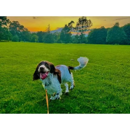 Logótipo de Happy Paws