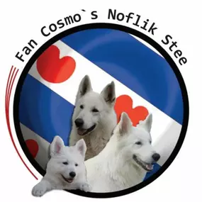 Bild von Zwitserse witte herders Fan Cosmo’s Noflik Stee