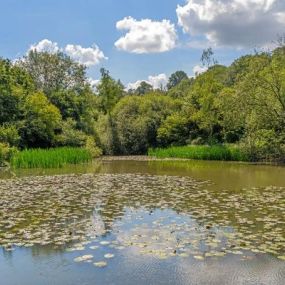 Photograph of the lake at Catteshall Court