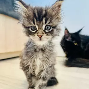 Bild von Petfolk Veterinary & Urgent Care - Lakewood