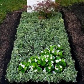 Grabgestaltung schlicht Friedhofsgartenbau / Blumengeschäft Sylvia Held