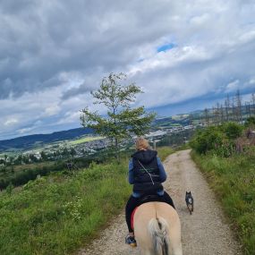 Bild von Reittherapie- Heilpädgogisches Arbeiten mit Pferd und Hund