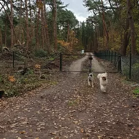 Hondenuitlaatservice de Snuffelende Snuit