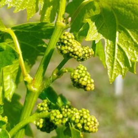 Bild von Azienda Agricola Caretto Loris Livio