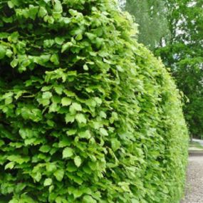 Bild von Nabbefeld & Schages Garten-und Landschaftsbau