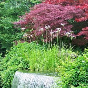 Bild von Nabbefeld & Schages Garten-und Landschaftsbau