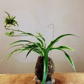 Bild von Kokedama Laboratorio