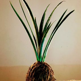 Bild von Kokedama Laboratorio