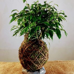 Bild von Kokedama Laboratorio