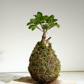 Bild von Kokedama Laboratorio