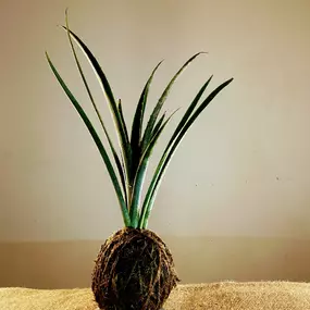 Bild von Kokedama Laboratorio