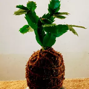 Bild von Kokedama Laboratorio