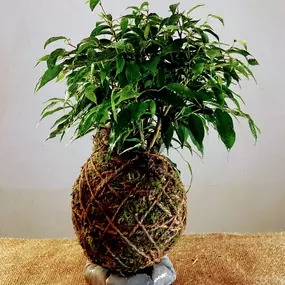 Bild von Kokedama Laboratorio