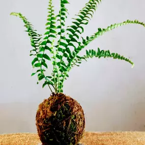 Bild von Kokedama Laboratorio