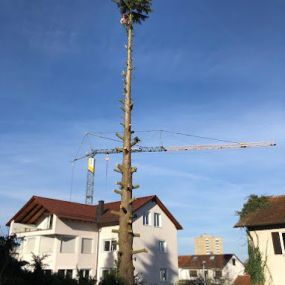 Bild von Rama - Baumfällung & Garten- und Landschaftsbau Ditzingen