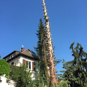 Bild von Rama - Baumfällung & Garten- und Landschaftsbau Ditzingen