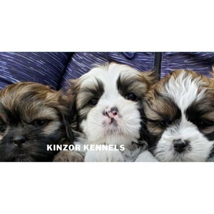 Logo von Kinzor Kennels