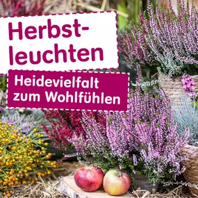 Herbstleuchten - Heidevielfallt zum Wohlfühlen