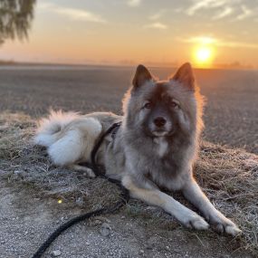 Hundetraining nach Maß Trumau