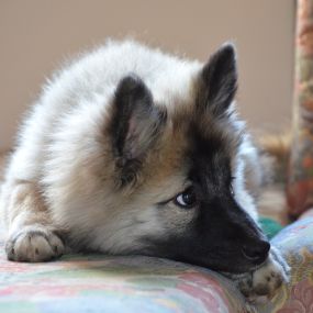 Hundetraining nach Maß Trumau