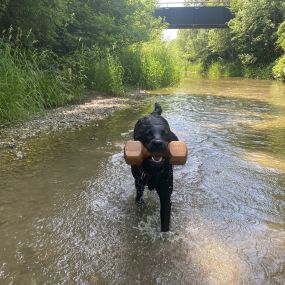 Hundetraining nach Maß Trumau