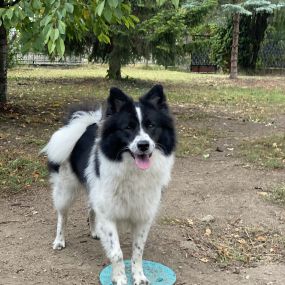 Hundetraining nach Maß Trumau