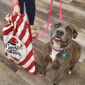 Do you need someone to deliver pet products at your doorsteps? Woof Gang Bakery & Grooming Jupiter Farms is a local store-to-door delivery service in Florida to fulfil all of your companion animal’s needs.