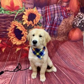 Woof Gang Bakery & Grooming Jupiter Farms is a locally owned family operated business in Florida. We are a one-stop pet store offering a personalized customer experience to every visitor that walks through our door.