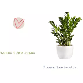 Bild von Flores como soles