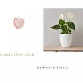 Bild von Flores como soles