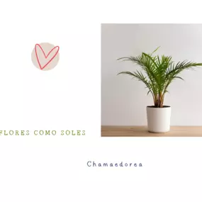 Bild von Flores como soles