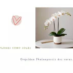 Bild von Flores como soles