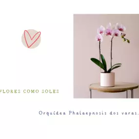 Bild von Flores como soles