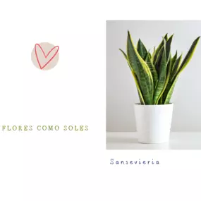 Bild von Flores como soles