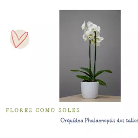Bild von Flores como soles