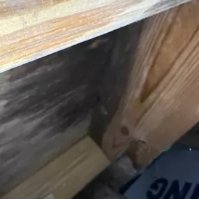 crawl space showing mold and water damage