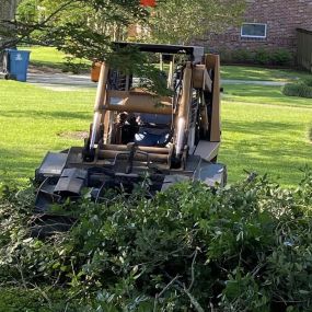 tree removal, and tree trimming.