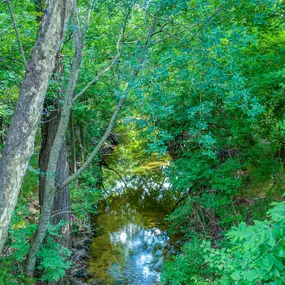 a creek in the middle of a lush green forest