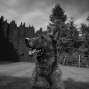 Bild von Blackwood Canine