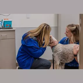 A physical exam for a sweet puppy patient.